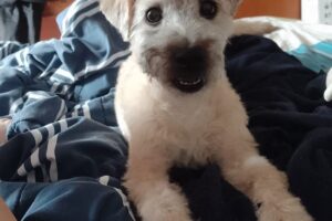 Boutique de Las Mascotas