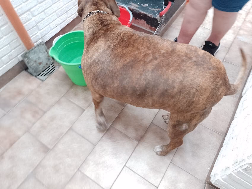 Boutique de Las Mascotas