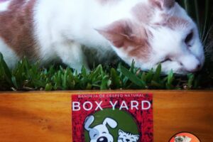 Box Yard