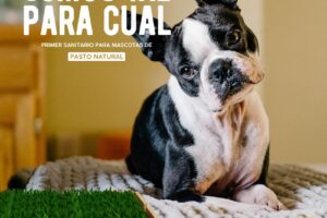 Boxi Sanitario Ecológico para Mascotas