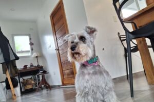 Bracos Servicios Caninos