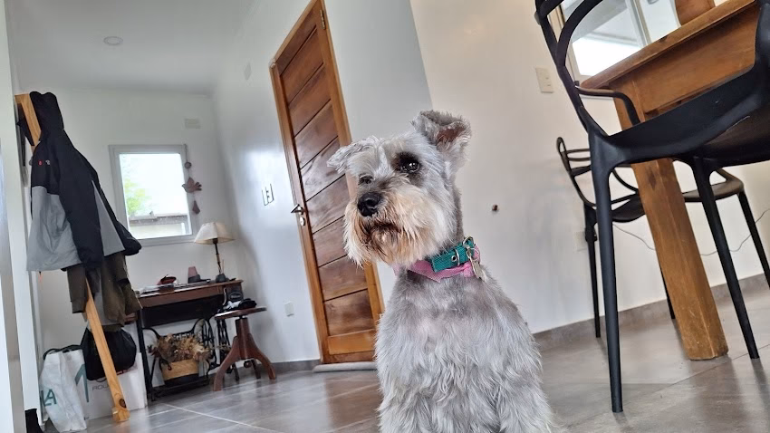 Bracos Servicios Caninos