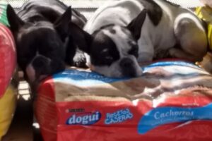 Buddy Pet Services Fisherton