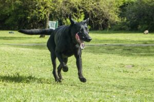 Buenos Amigos Cremación de Mascotas