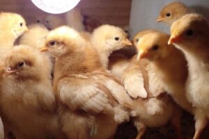 Cabaña Avícola Reckeniel