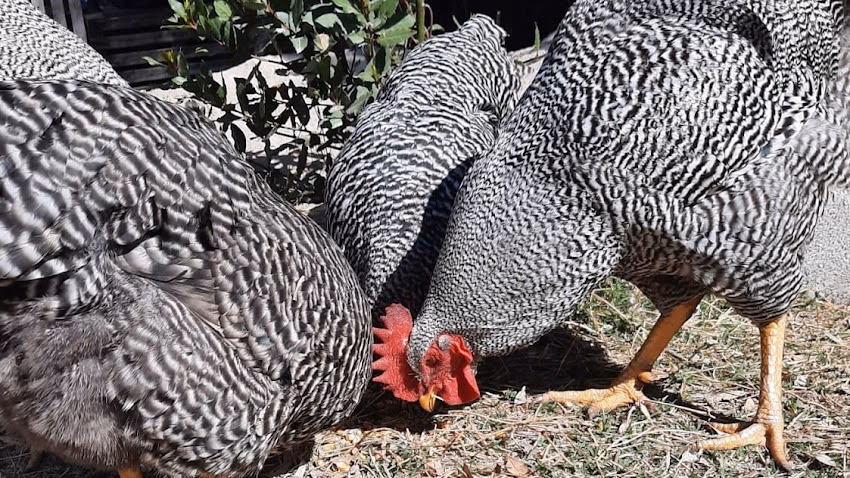 Cabaña Avícola Reckeniel