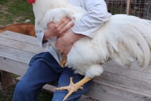 Cabaña La Rancheada