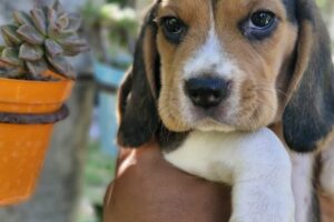 Cachorritos beagles prins