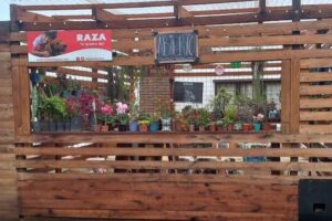 Cactus y suculentas Lenny Accesorios para Mascotas