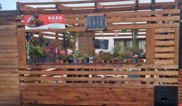 Cactus y suculentas Lenny Accesorios para Mascotas