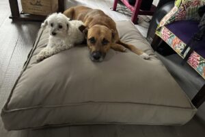 Camas Premium Para Mascotas Win