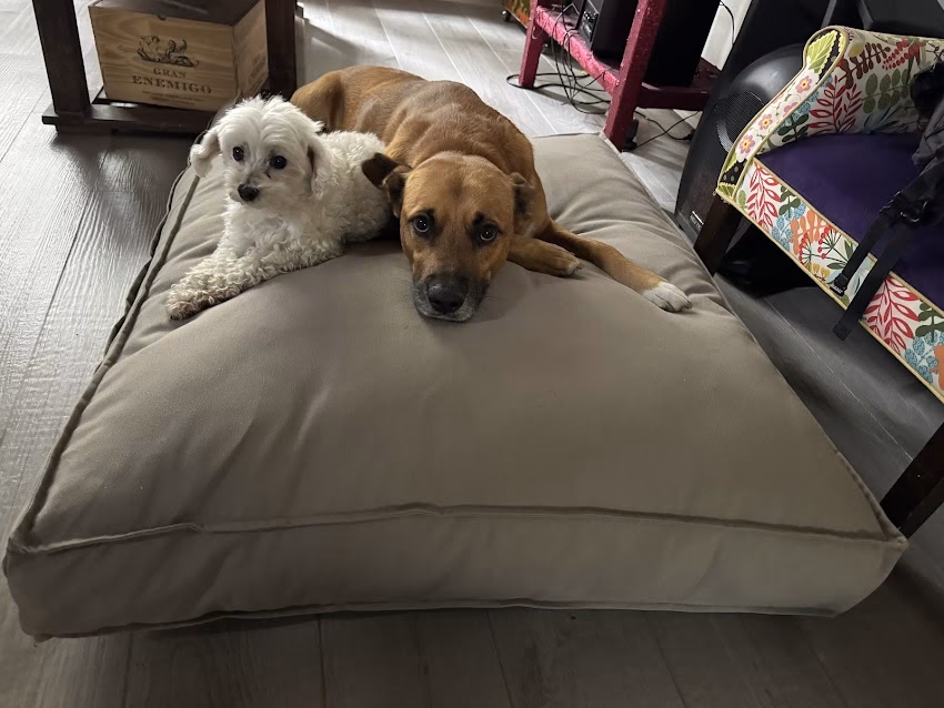 Camas Premium Para Mascotas Win