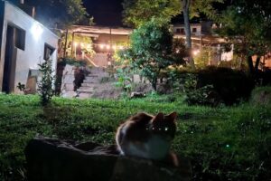 Camping Nuestro Patio en Algo Dulce