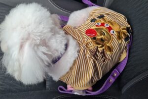 Candy Pet Shop Peluquería Canina