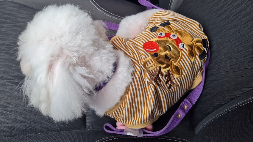 Candy Pet Shop Peluquería Canina