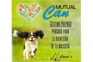 Cannes Veterinaria Clínica Veterinaria Electrocardiogramas Radiografías