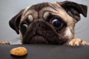 Carlinos Balanceados