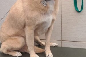 Carolina Cabrera La excelencia para tu mascota