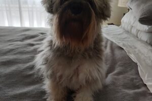 Casper Pet Store Santa Fe