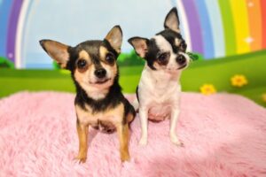 Cemevet Centro Medico Veterinario