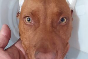 Centro Atención Veterinaria Dr M Laurens