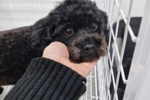 Centro Clínico Veterinario Magui Tango