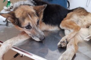 Centro Médico Animal