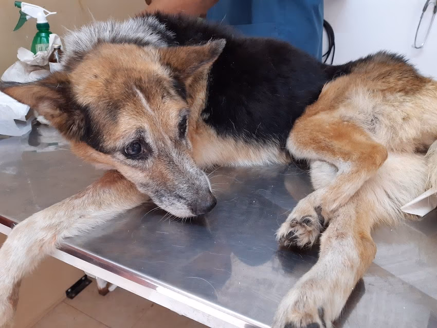 Centro Médico Animal