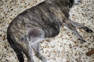 Centro Medico Veterinario