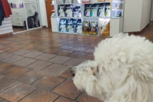 Centro Medico Veterinario Av De Mayo