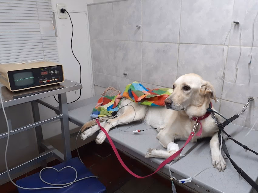 Centro Medico Veterinario Av De Mayo