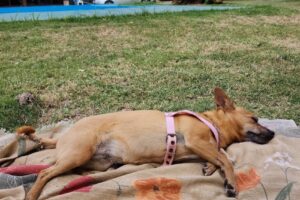 Centro Médico Veterinario Dra María Laura Deluca