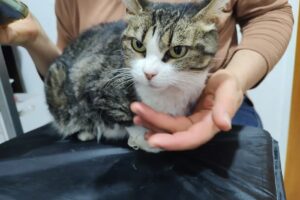 Centro Médico Veterinario Villa Italia