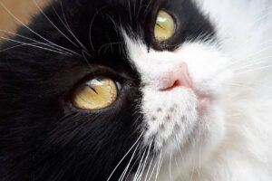 Centro Veterinario Berazategui Veterinaria privada