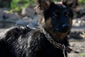 Centro Veterinario Datura