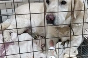 Centro Veterinario del Este