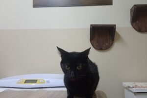 Centro Veterinario Divet