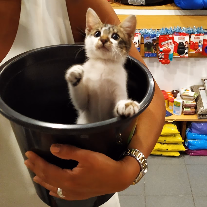 Centro Veterinario Dorrego Pet Shop Peluqueria Canina