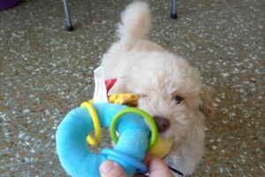 Centro Veterinario Ituzaingo