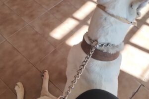 Centro Veterinario Reinoso