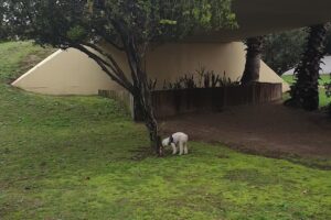 Centro Veterinario San Martín