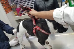 Centro Veterinario Yerba Buena