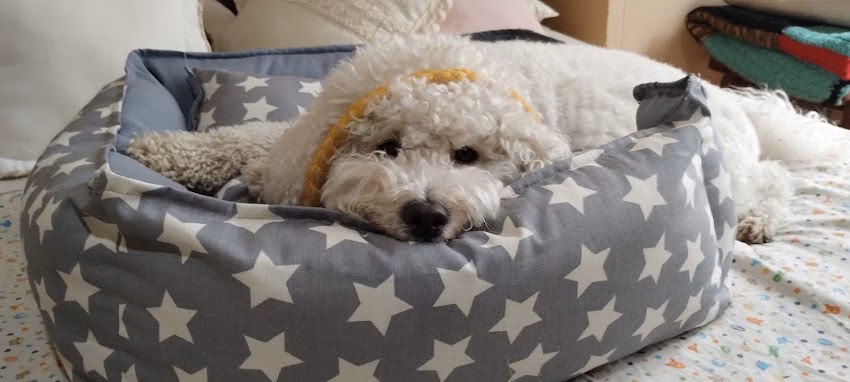 Cher Ami Veterinaria Clínica Veterinaria Pet shop Baños Caninos