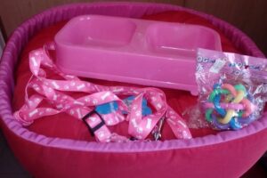 Chimuelos Mascotería