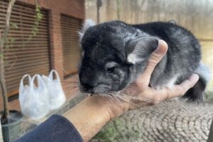 Chinchillas Cabaña del Norte