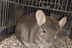 Chinchillas y conejos cabaña la ponderosa