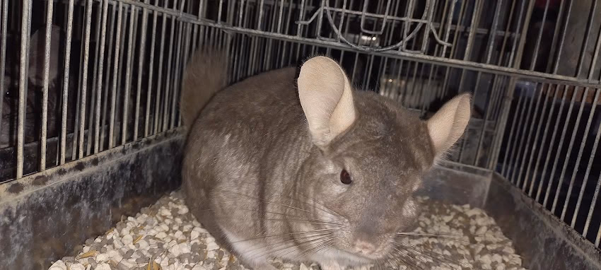 Chinchillas y conejos cabaña la ponderosa
