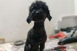 Chokitos Pet Shop Pelu Canina