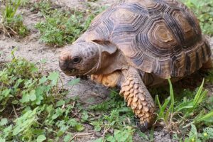 Cima Centro Integral de Medicina Animal