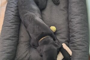 Ciori Camitas para mascotas